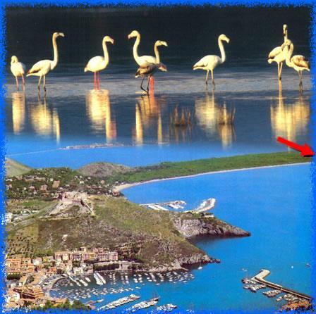 Paradisino